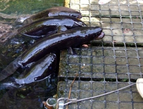 Eels at Willowbank Wildlife Reserve